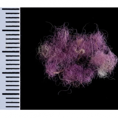 Trovata a Timna la mitica porpora del Re David